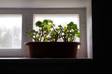 Kış boyunca Pelargoniumlar, sardunyalar, pelargonyumlar veya leylek gagaları, bodrum ya da garaj gibi karanlık serin bir yerde. Çiçek bitkisi çiçek saksısında taze yeşil yapraklar. Bodrum katının penceresinde, yazı bekliyor..