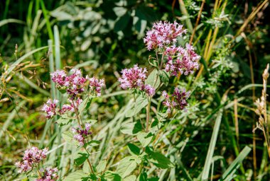Oregano Origanum Vulgare bitkisinin yakın çekim görüntüsü yazın doğada yetişiyor..