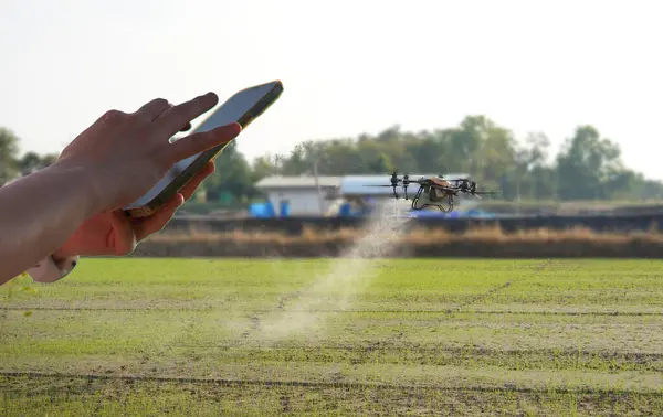 Akıllı Telefon Kontrol Dronu Kullanarak Çiftlikte Gübre Sıkarak Hasat Zamanı Stok Fotoğraf
