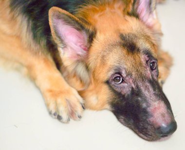 Alman çoban köpeği suratlı alerjik rhinitis dermatit cilt enfeksiyonu köpek tüyü