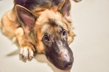 Alman çoban köpeği suratlı alerjik rhinitis dermatit cilt enfeksiyonu köpek tüyü