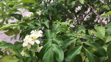 Bahçedeki güzel çiçekler