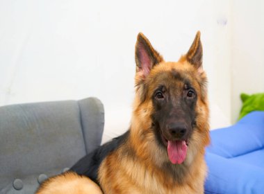 Tipik bir evde bir odada oturan bir Alman çoban köpeğinin yan görüntüsü. Kameraya bakın. 