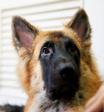 Köpeğin bir şeye bakarken fotoğrafı.