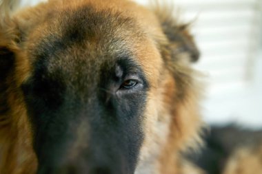 Köpek gözü uyur ya da uyur.