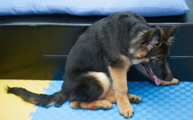 Alman çoban köpeği köpek yavrusu oturma odasında oynadıktan sonra yorgun düştü.