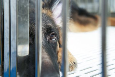 Alman çoban köpeği kafesin yanında kameraya bakıyor.