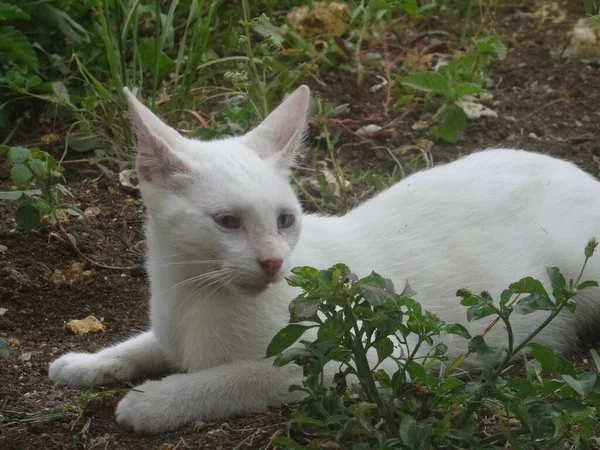 Jovem Gato Branco Deitado Jardim — Fotografia de Stock