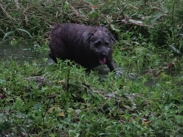 一条棕色的小狗在河里散步 — 图库照片