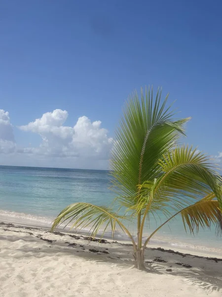 Small Palm Tree White Sand Beach Front Turquoise Sea — Stock Photo, Image