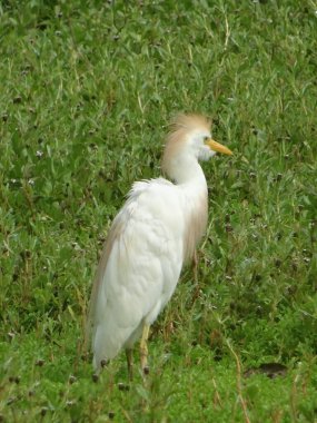 Tarlada beyaz bir balıkçıl