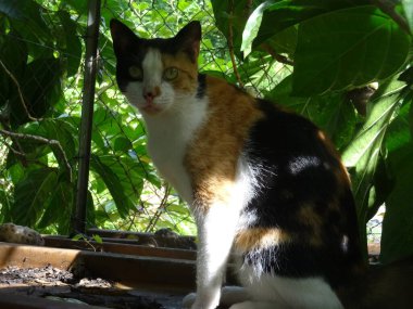 Çok renkli genç bir kedinin portresi