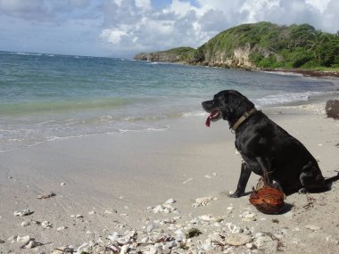 Güzel, siyah bir köpek, beyaz kumsalda, mavi denizin önünde oturuyor.