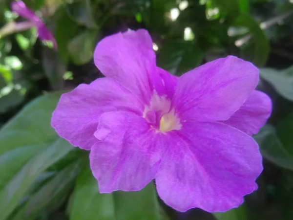 Une Fleur Tropicale Violette Dans Jardin — Photo
