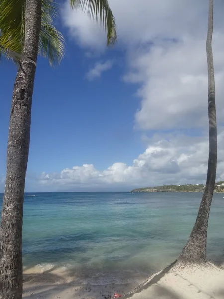 Palmbomen Het Witte Zandstrand Tegenover Hemelsblauwe Zee — Stockfoto