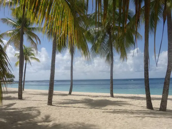 Пальмы Белом Песчаном Пляже Перед Синим Морем — стоковое фото