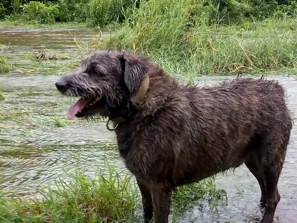 Mały Owłosiony Brązowy Pies Stojący Przed Rzeką — Zdjęcie stockowe