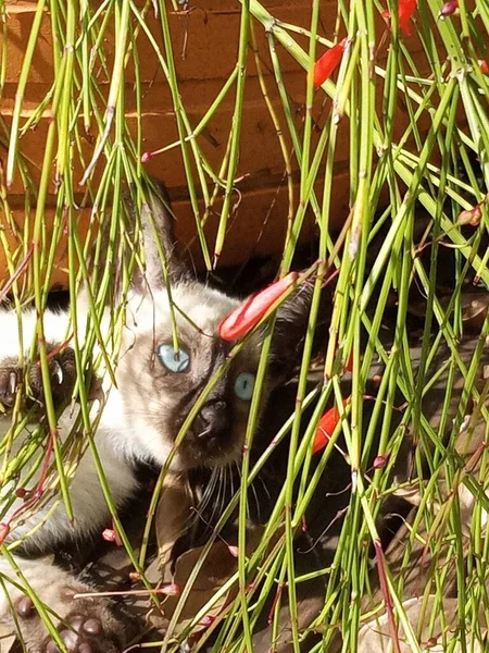 Mavi gözlü genç beyaz bir kedi kırmızı bir çiçeğe bakar.