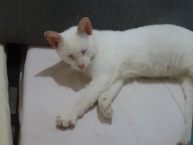 Genç beyaz bir kedi yatakta yatıyor.