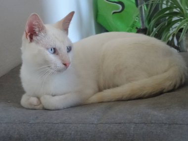 Kanepede yatan mavi gözlü güzel beyaz bir kedi.