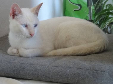 A small white cat lying on the sofa