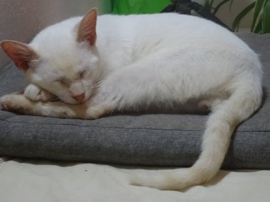 A small white cat sleeps on a cushion