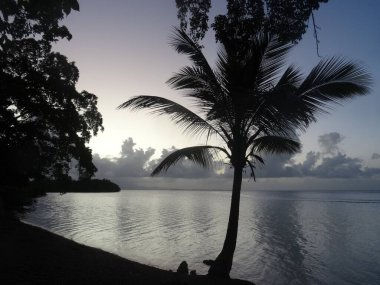 A palm tree in front of the sea at sunset