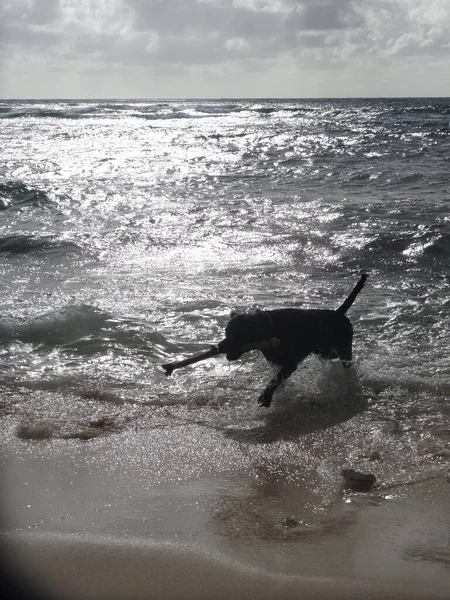 A beautiful black dog comes out of the sea with his stick