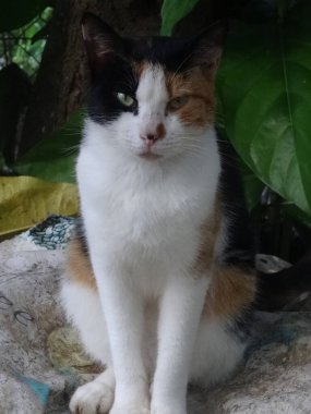 A multicolored cat with green eyes sitting