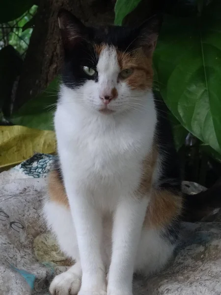 A multicolored cat with green eyes sitting