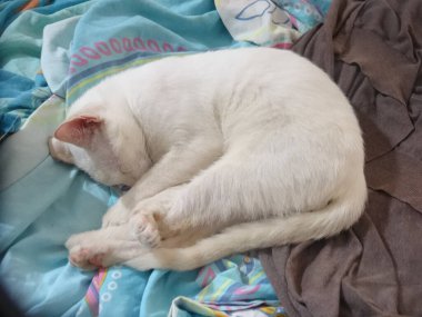 Güzel beyaz bir kedi yatakta uyuyor.