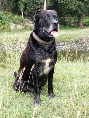 Güzel siyah bir köpek çimenlerde oturuyor.
