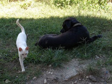 Büyük siyah bir köpek ve bahçede küçük beyaz bir kedi.