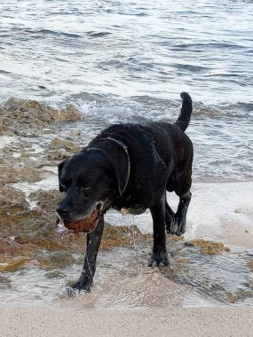 Güzel, siyah bir köpek kakaosuyla denizden çıkar.