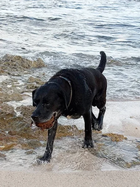 Piękny Czarny Pies Wychodzi Morza Swoim Kokosem — Zdjęcie stockowe