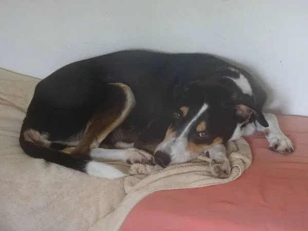 Ένα Όμορφο Σκυλί Κοιμάται Στον Καναπέ — Φωτογραφία Αρχείου
