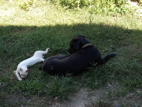 一只大黑狗和一只小白猫躺在花园里 — 图库照片