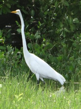 Tarlada büyük beyaz bir balıkçıl