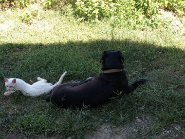Güzel siyah bir köpek ve bahçede yatan küçük beyaz bir kedi.