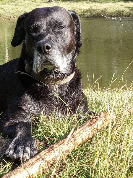 Портрет Красивой Черной Собаки Лежащей Поле Перед Озером — стоковое фото