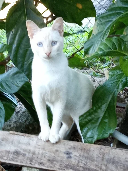 Jovem Gato Branco Com Olhos Azuis Vegetação — Fotografia de Stock