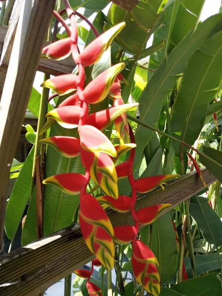 Krásná Červená Žlutá Tropická Květina — Stock fotografie