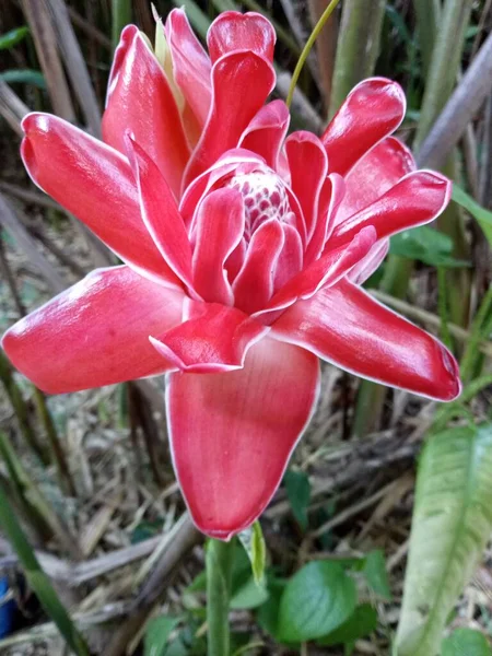 Una Hermosa Flor Tropical Rosa — Foto de Stock