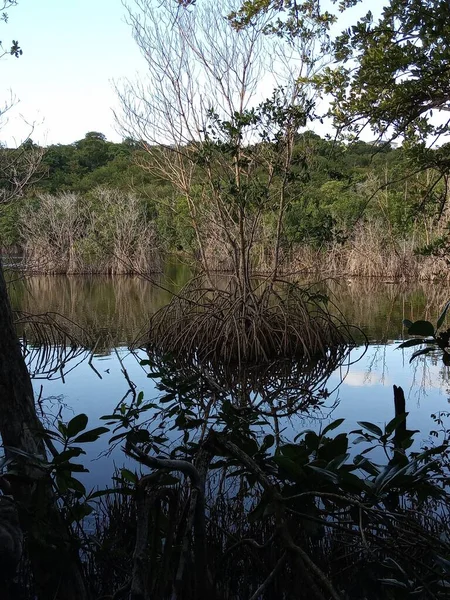 Floresta Refletida Lago — Fotografia de Stock