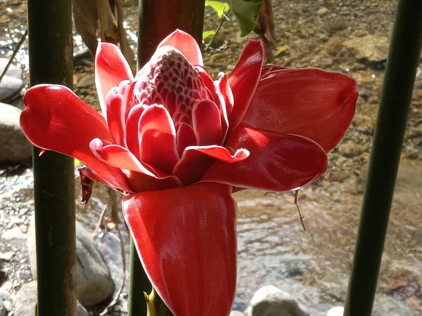 Güzel Pembe Bir Tropikal Çiçek — Stok fotoğraf