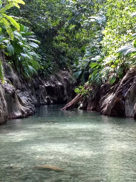 河水流过茂密的热带森林 — 图库照片