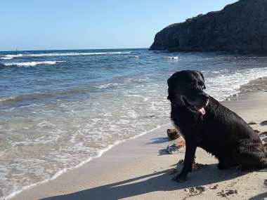 Güzel siyah bir köpek sahilde oturmuş denize bakıyor.