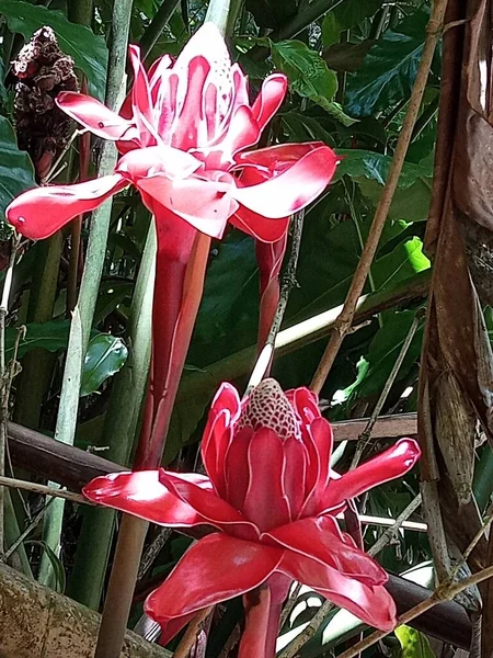 Deux Belles Fleurs Tropicales Roses — Photo