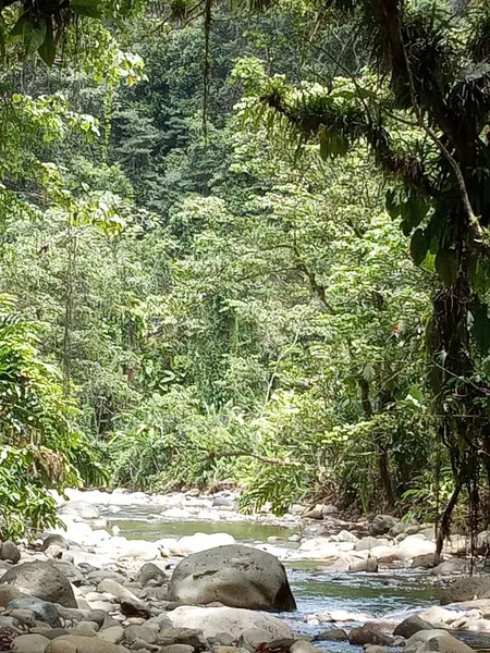 Rio Corre Através Exuberante Floresta Tropical — Fotografia de Stock