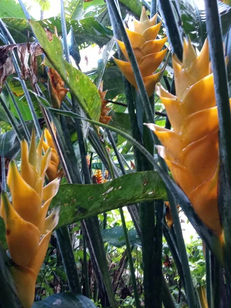 Tři Velké Žluté Tropické Květiny Deštném Pralese — Stock fotografie